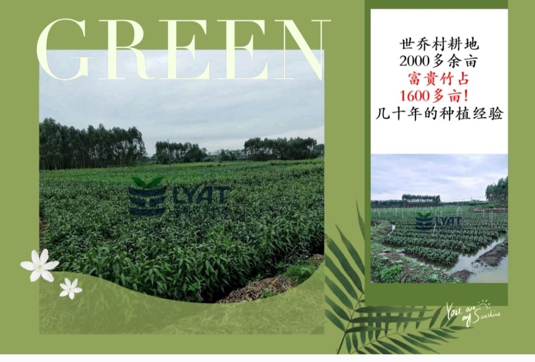  富贵竹富贵花篮盆栽转运竹中竹龙竹基地直销包邮