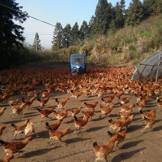 南平大量出售放养青脚土鸡