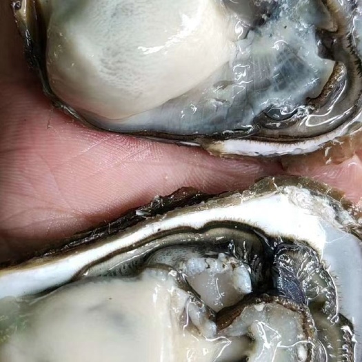 诏安县生蚝  漳州牡蛎 深海蚝批发，可清洗