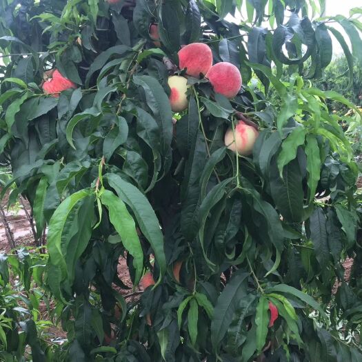 扶风县水蜜桃 农家自产精品桃双红夏利