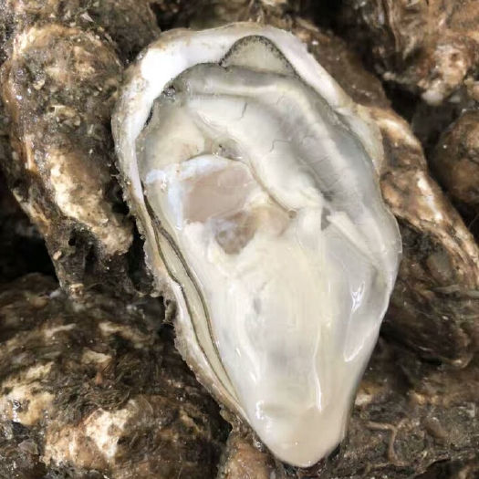 长海县大连生蚝 本人在大连长海县常年大量对外批发生蚝二倍体扇贝，海参各种海鲜