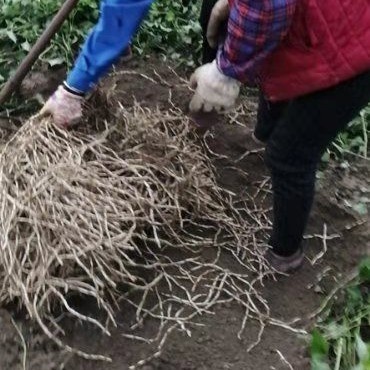 沛县鱼腥草根