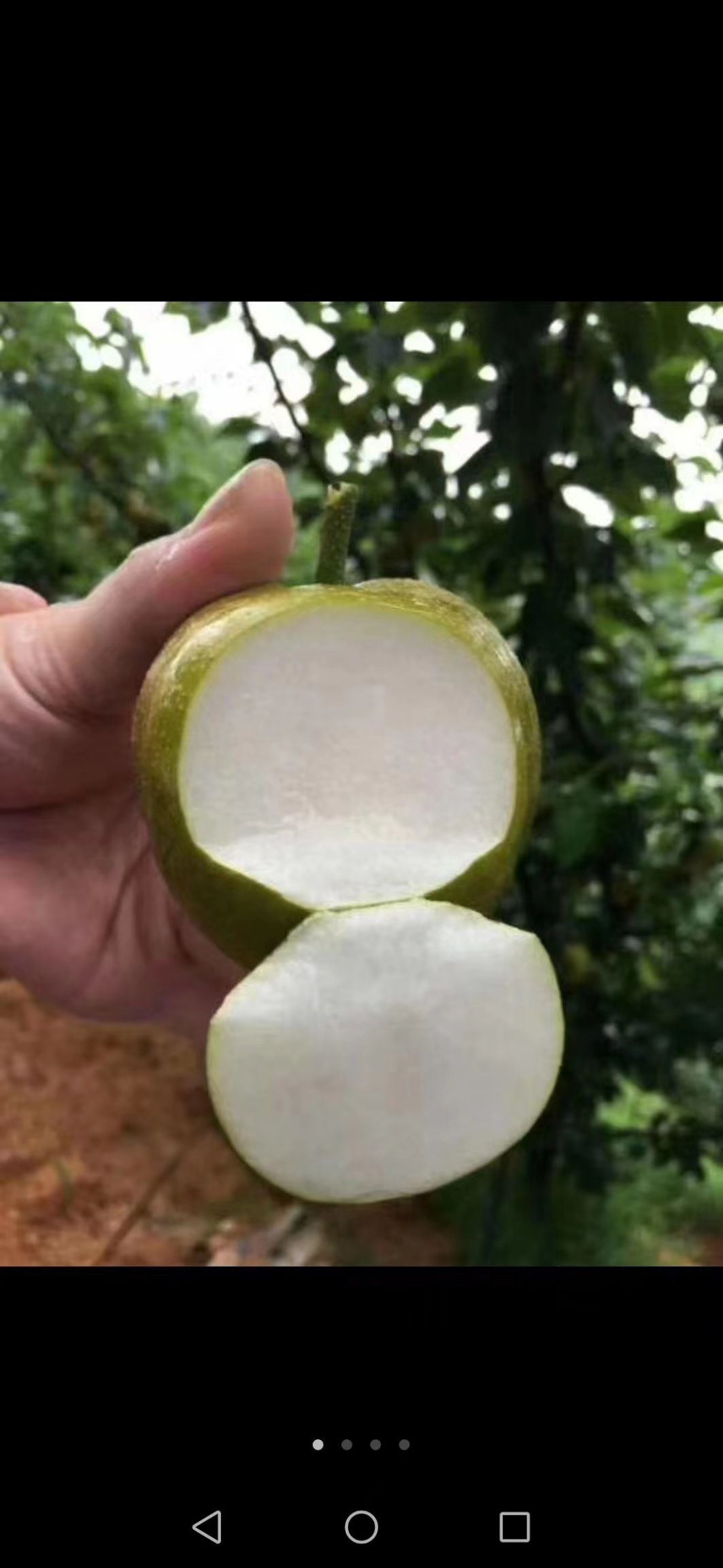  正宗建宁翠冠梨，皮薄肉厚，口感脆甜，果型光滑漂亮
