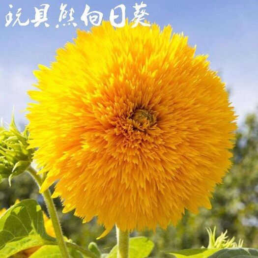 宿迁 玩具熊向日葵种子观赏型复瓣向日葵花种子发芽率高可货到付款