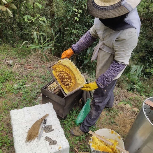 岑溪市野生蜂蜜 自家养峰蜜
