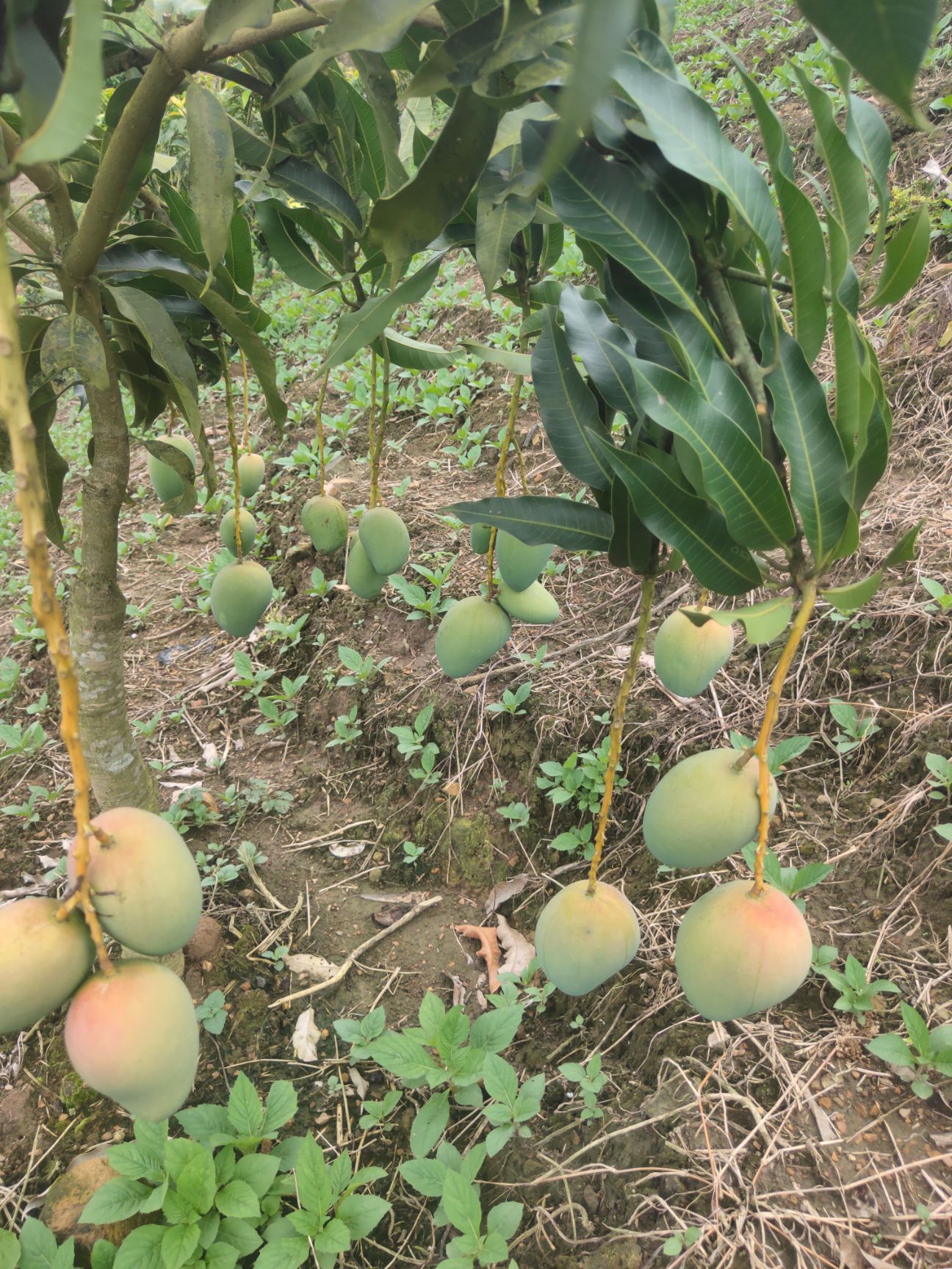  新鲜小台农10斤台芒应季芒果现摘水果整箱包邮