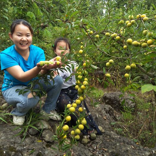 江油市 四川清脆李脱骨李高山土李子