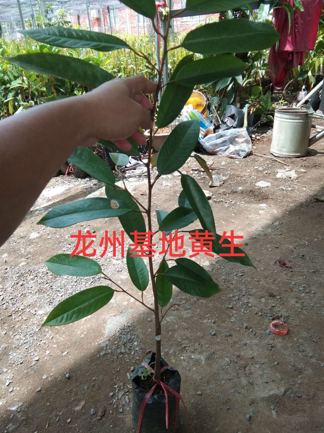 金枕榴莲苗 正宗金枕 猫山王 2年嫁接苗