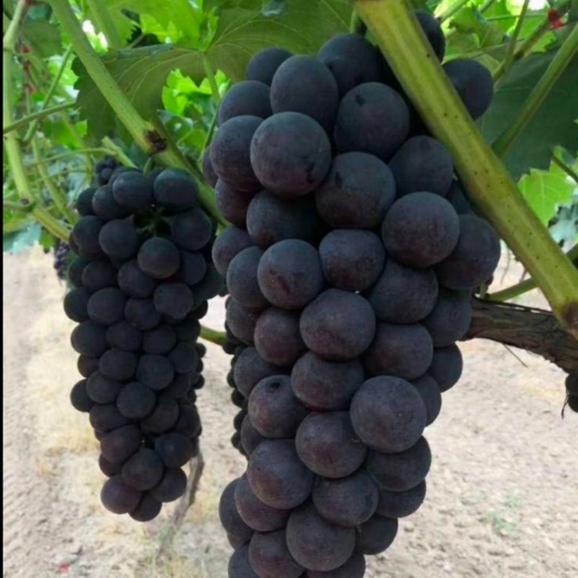 威县 大量供应夏黑葡萄京亚葡萄巨峰葡萄