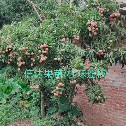 灵山县桂味荔枝苗 桂味荔枝大苗两公分至五公分，果实很香甜核
细，两年至三年大苗