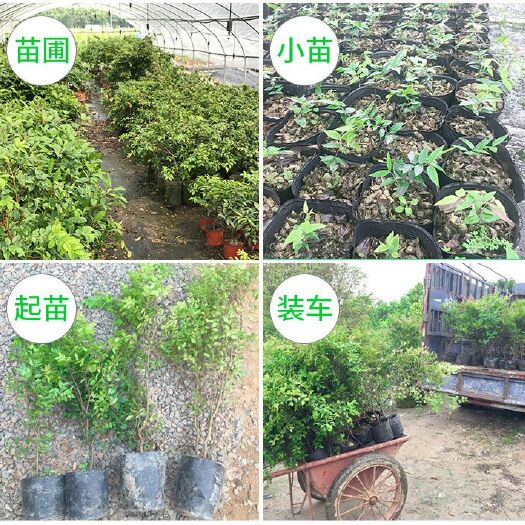 灵山县沙巴嘉宝果 自家果苗