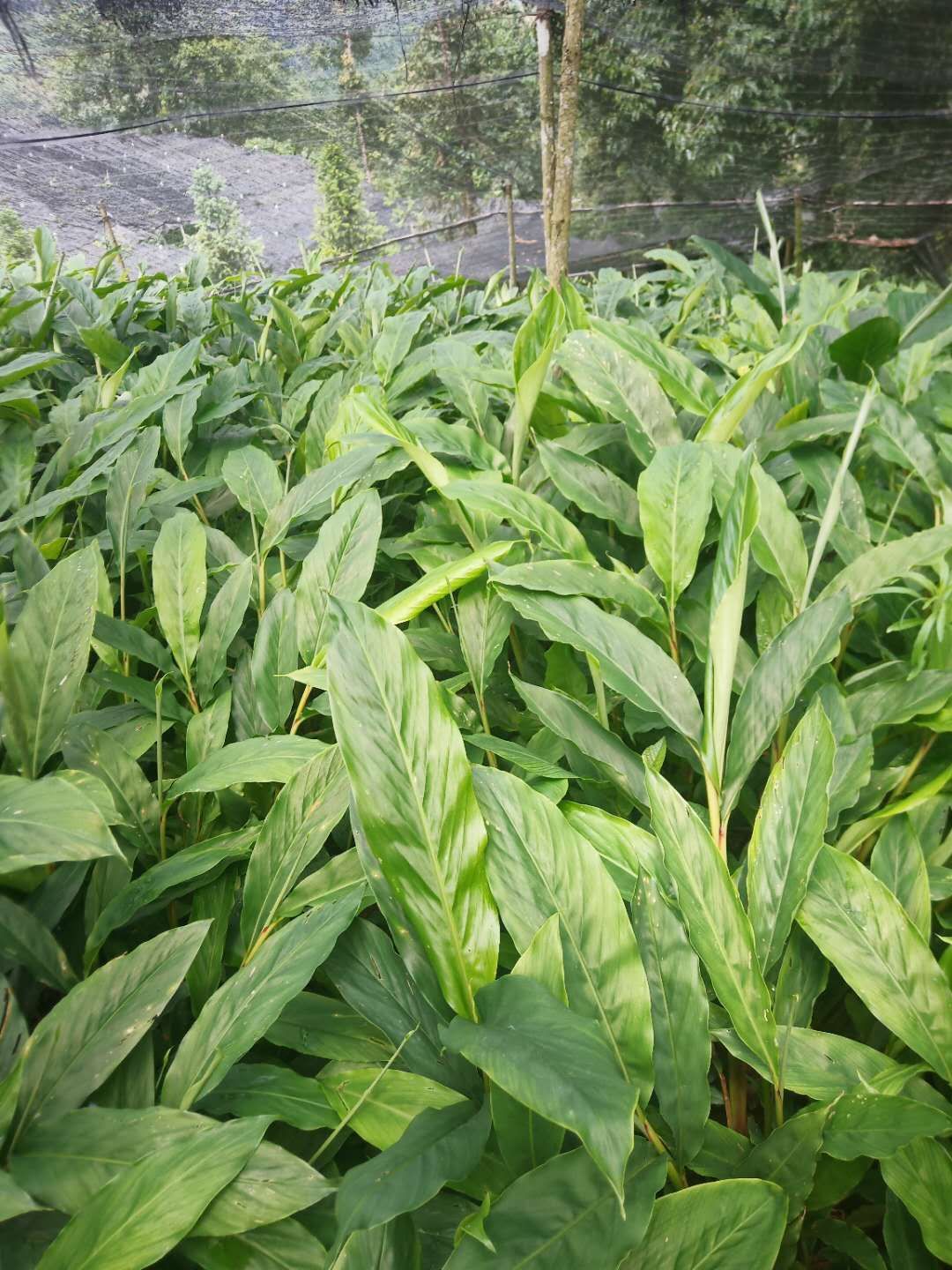 大量供应草果苗，200万株，欢迎咨询私聊。优惠多多。