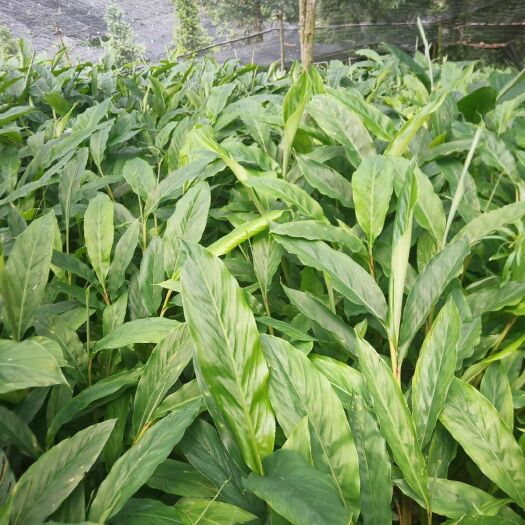 蒙自市大量供应草果苗，200万株，欢迎咨询私聊。优惠多多。