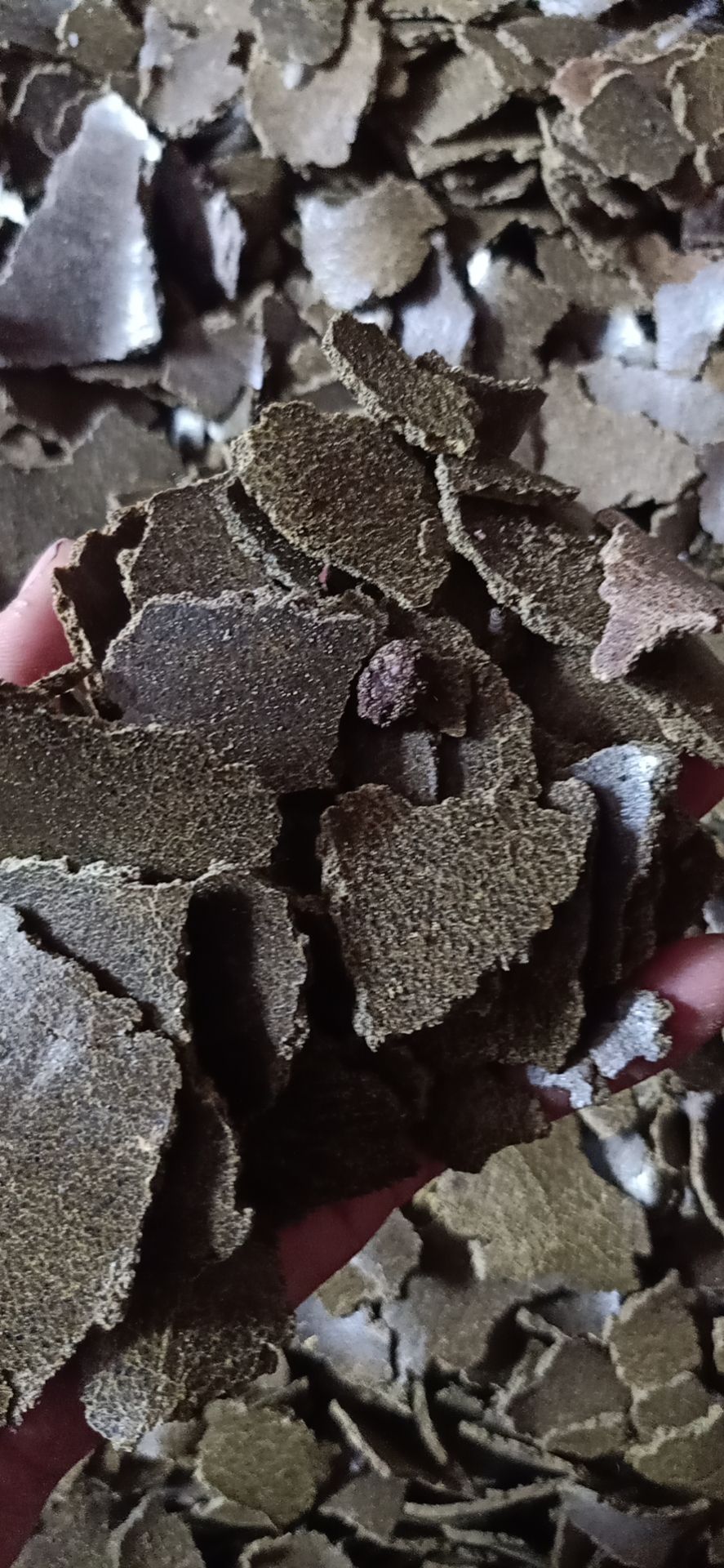 菜籽饼饲料 菜籽青饼