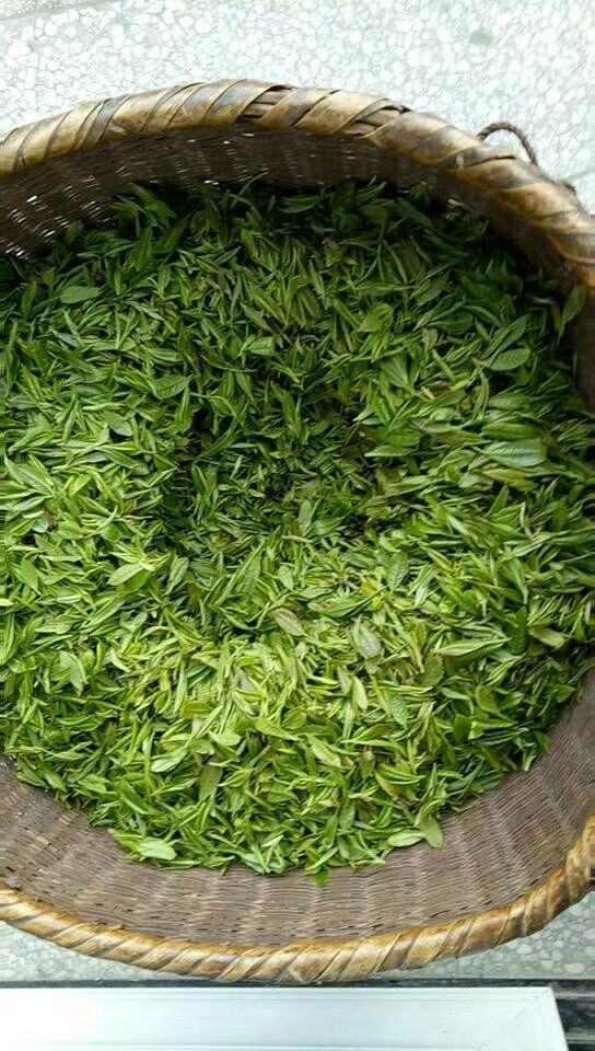 炒青茶 茶春茶醇香甘味（500g）