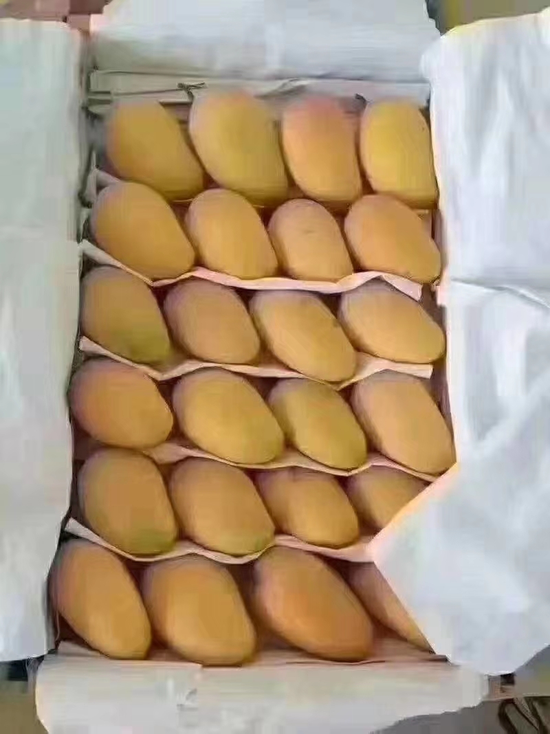  新鲜小台农10斤台芒应季芒果现摘水果整箱包邮