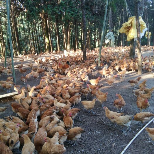 南平土鸡  长年出售童子鸡，各种疫苗齐全