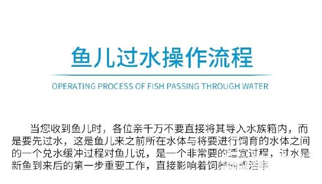  中国斗鱼活体不用打氧普叉冷水观赏活鱼旁皮婆叉尾耐养花手巾好