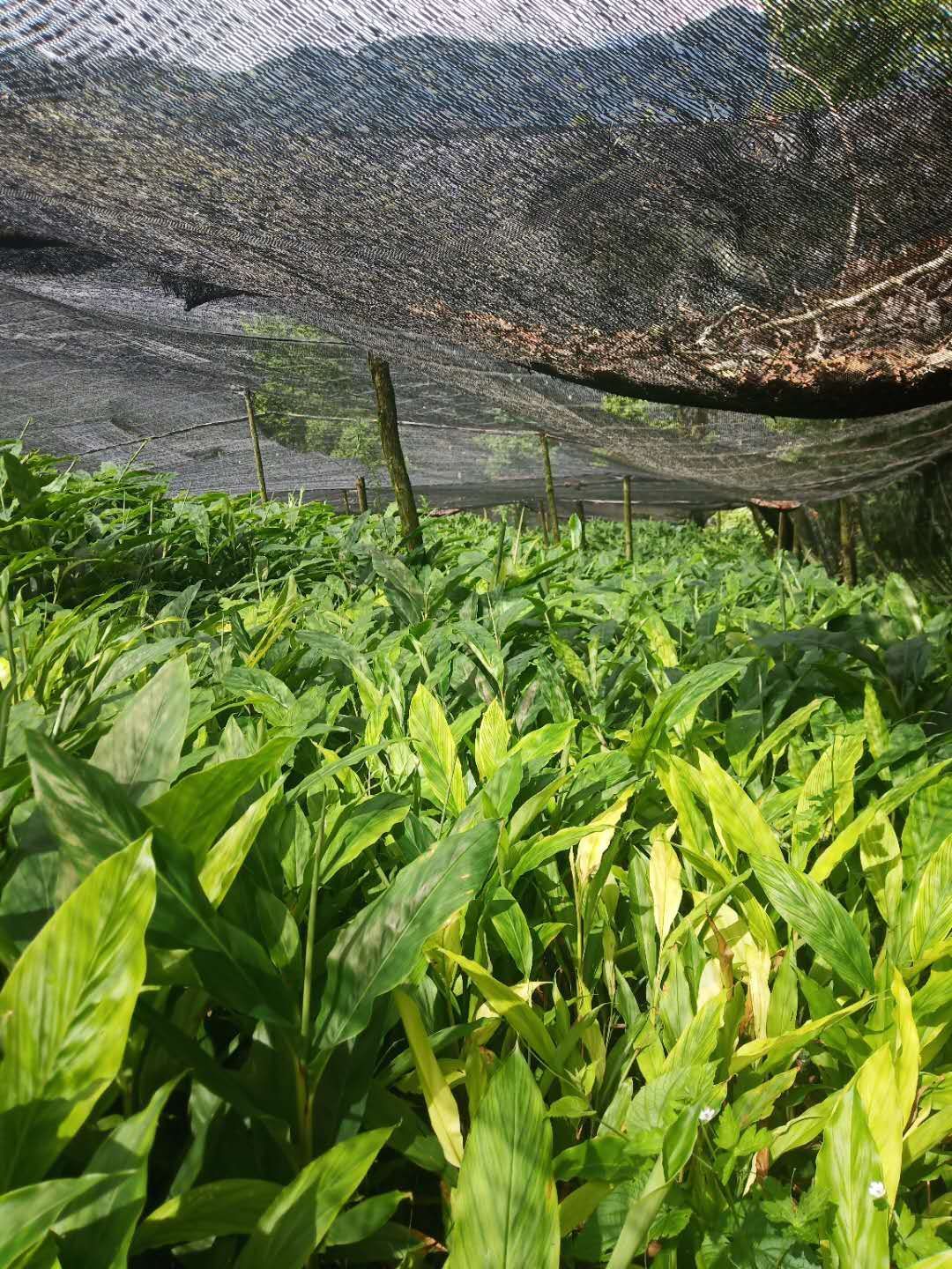 大量供应草果苗，200万株，欢迎咨询私聊。优惠多多。