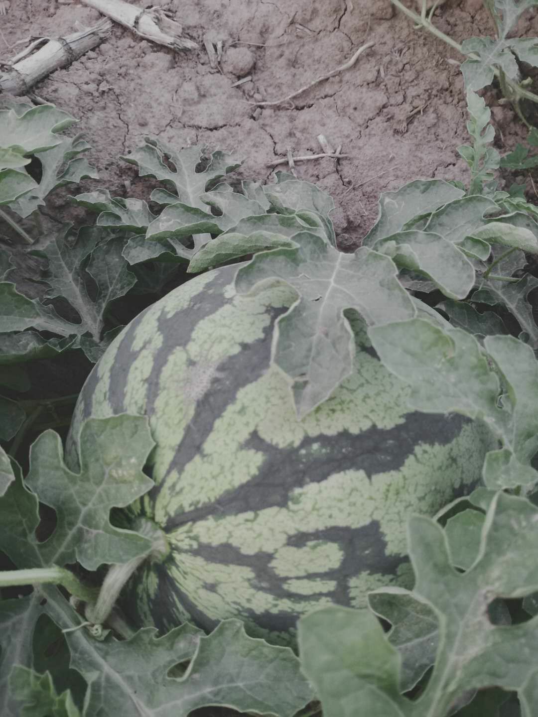 麒麟西瓜  河北廊坊大城西瓜，天津周边，沧州周边，头一茬，糖分高，个头足