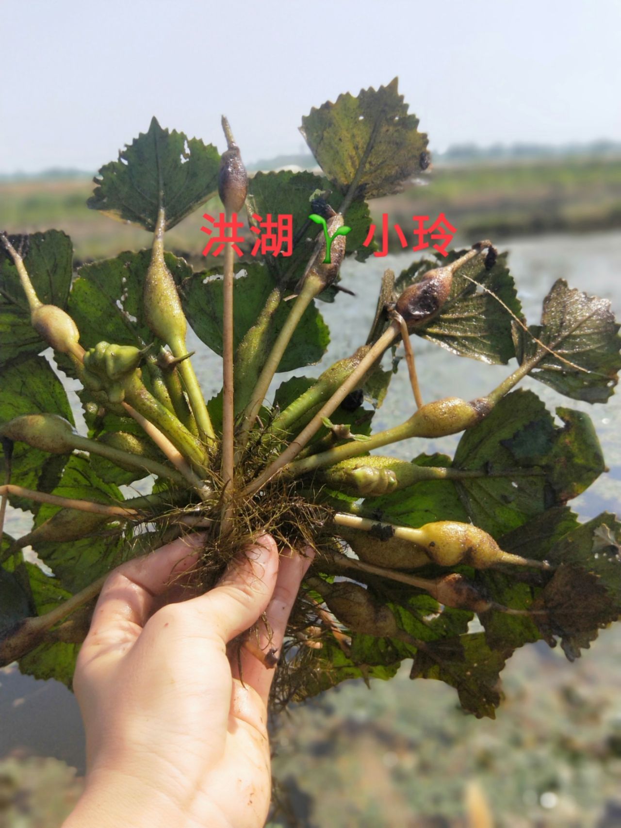 菱角秧 菱角藤 菱角苗 水生植物 养殖用水草 包邮