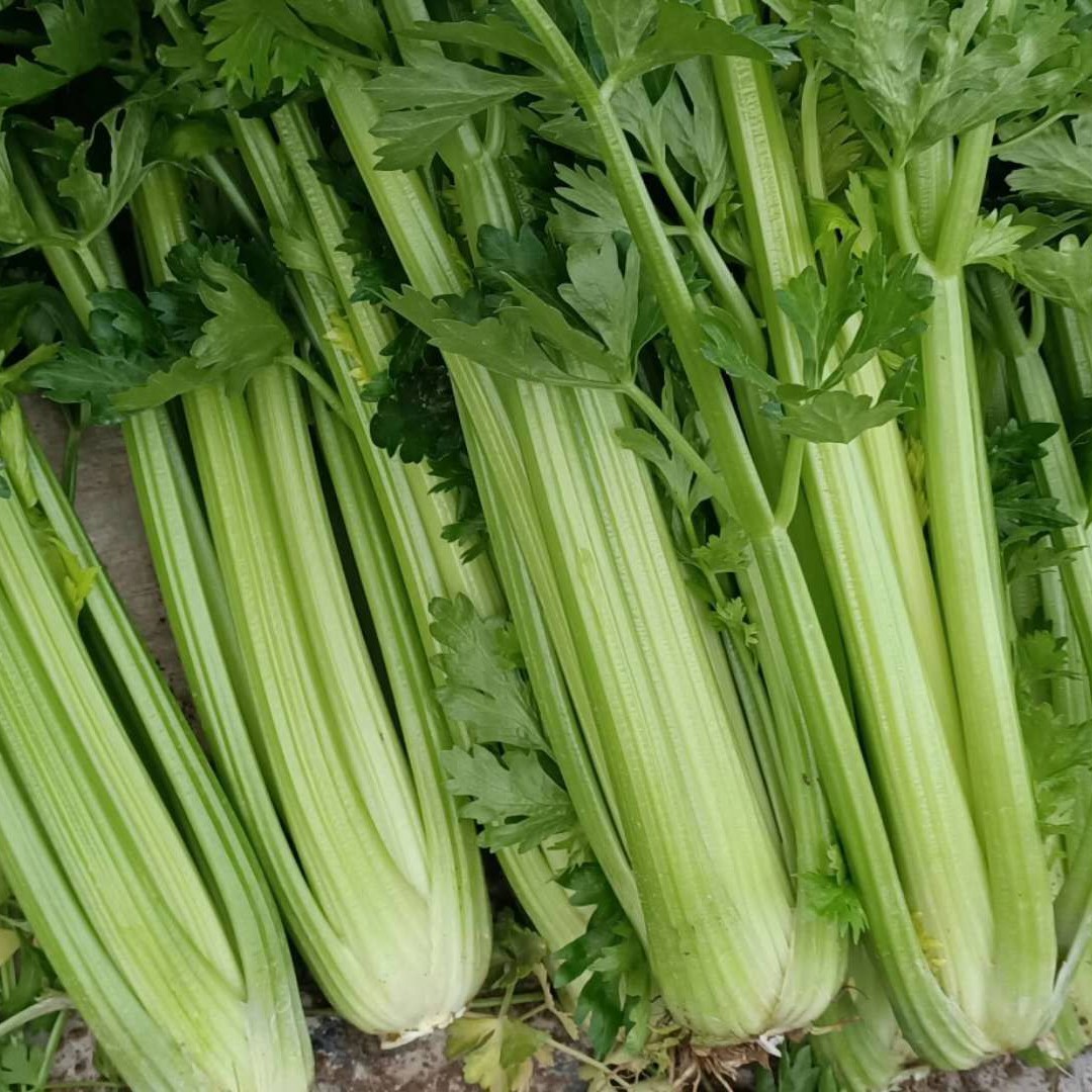 精品西芹欲购从速