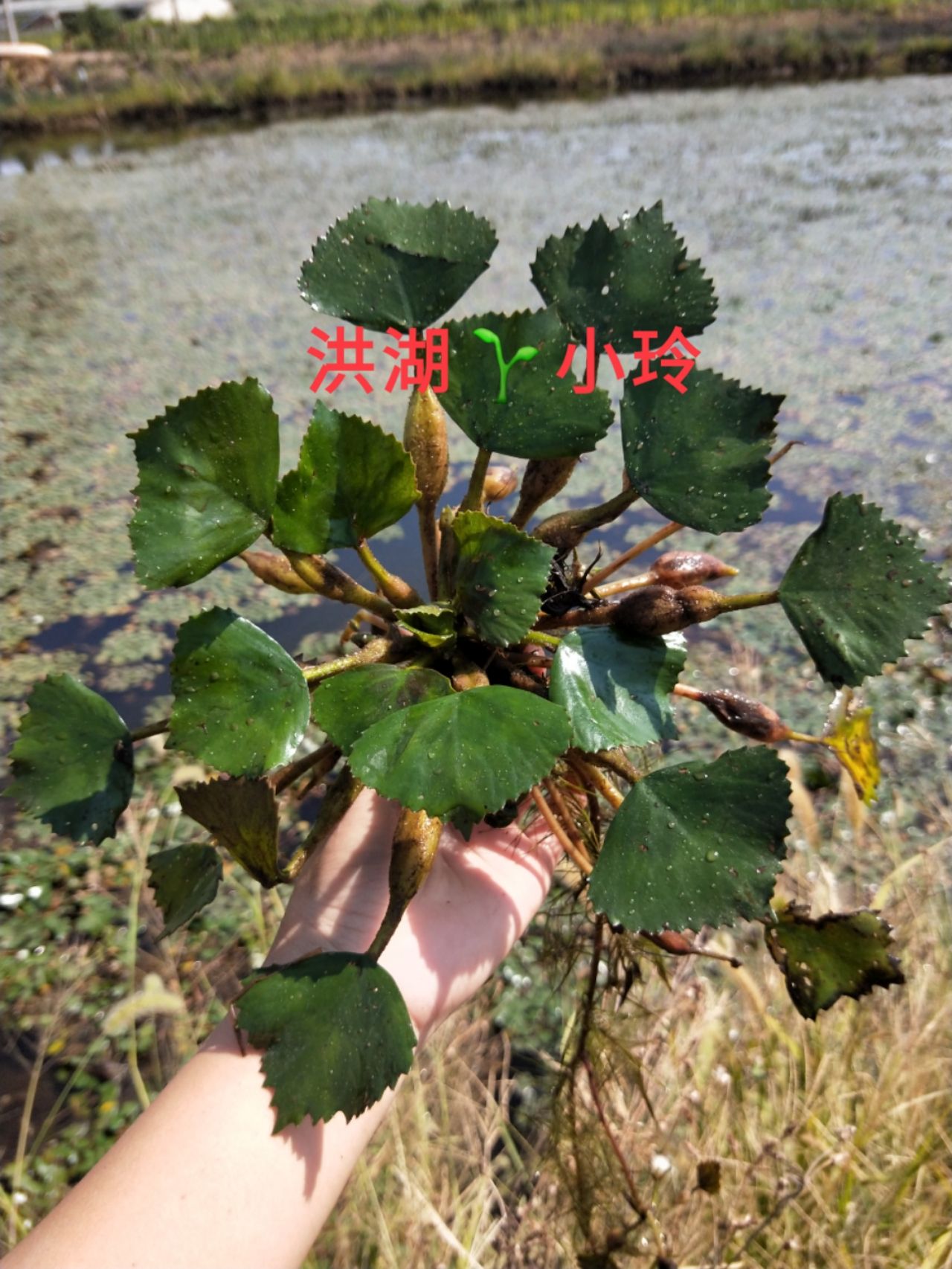 菱角秧 菱角藤 菱角苗 水生植物 养殖用水草 包邮