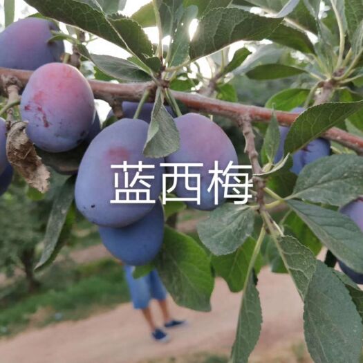 绛县西梅苗 特色水果西梅品种:法兰西西梅，西梅女神，蓝西梅，西梅红双喜