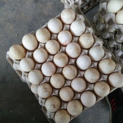 临漳县鸭种蛋  全国包邮价大种白受精率高达90%包破损农场直发