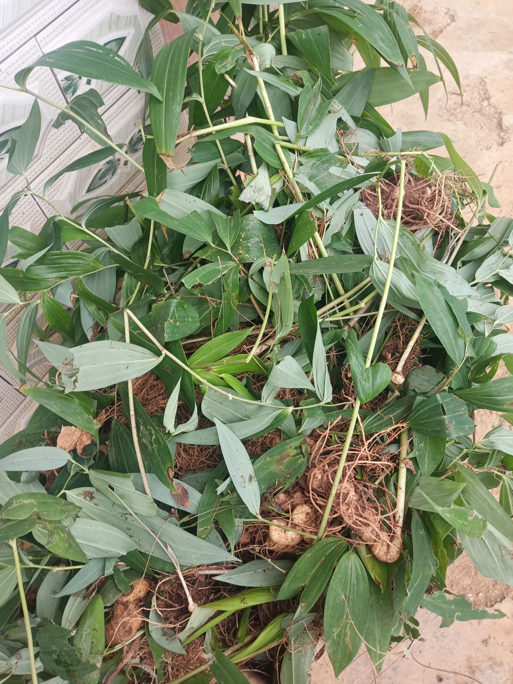 黄精种苗