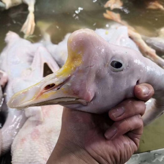济南白鹅   白条老鹅.仔鹅.各种鹅副产品…