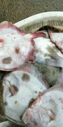 连云港 冰鲜比目鱼，多宝鱼，扁口鱼，大菱鮃鱼