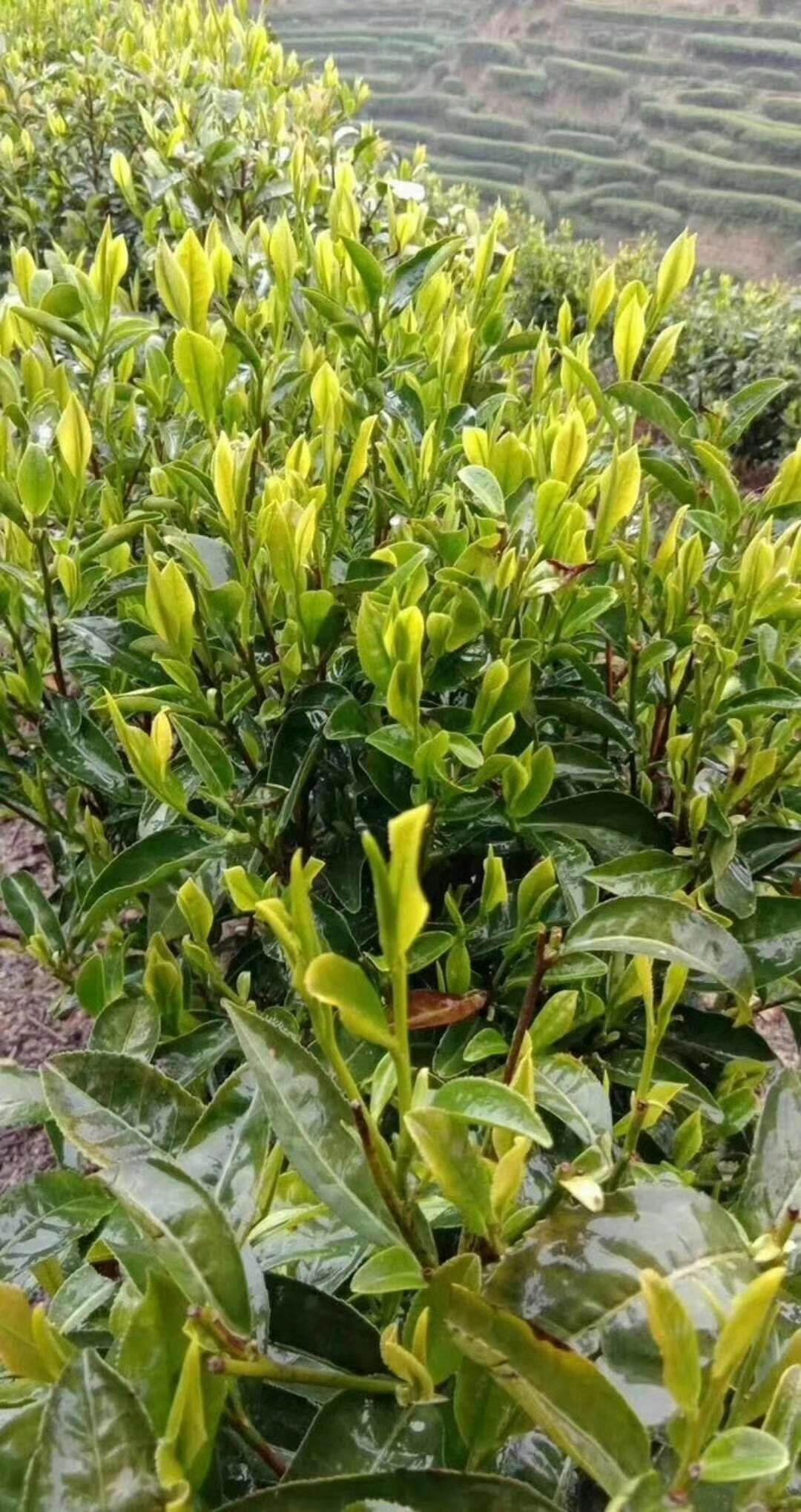 炒青茶 茶春茶醇香甘味（500g）