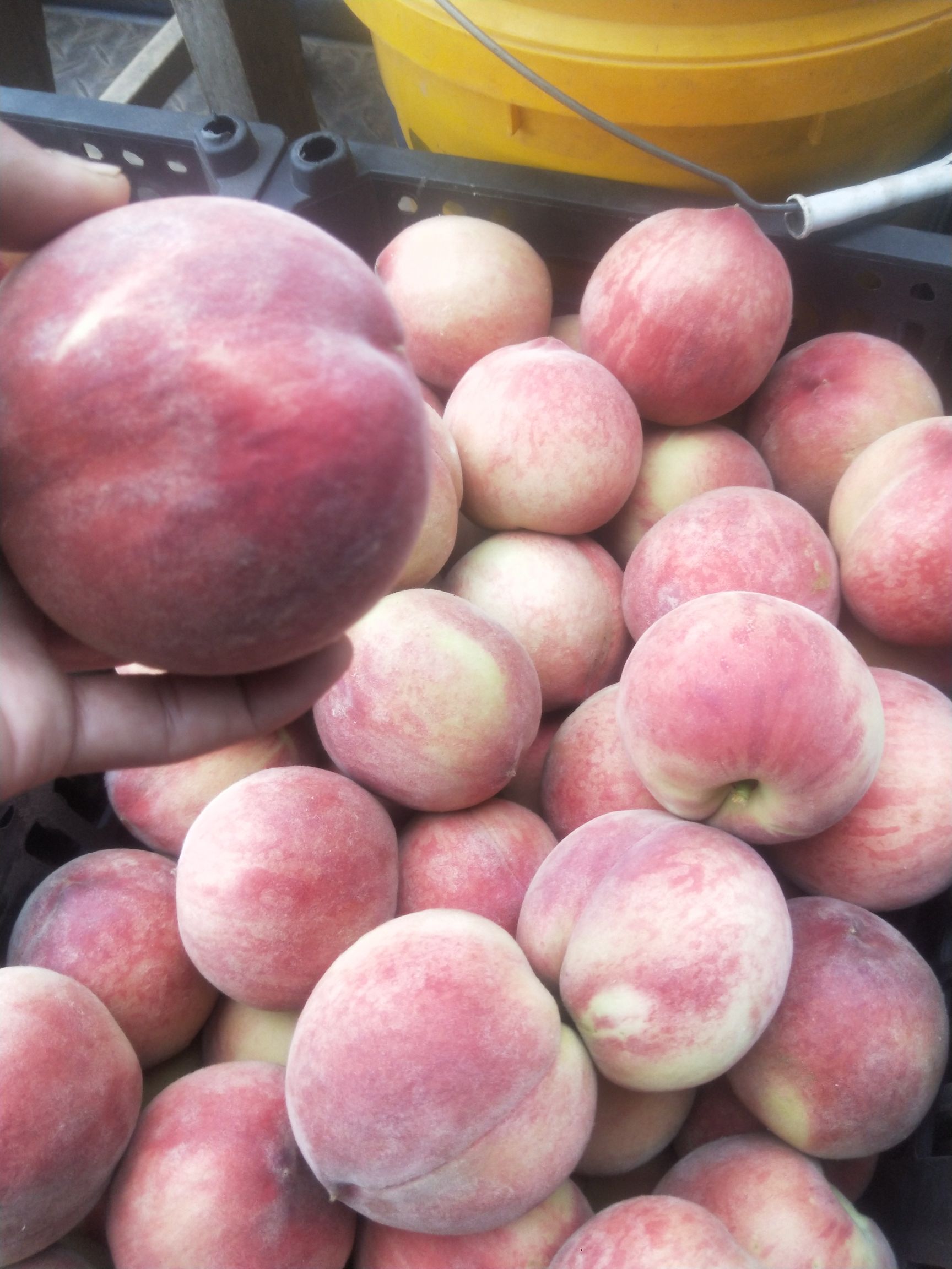  春蜜桃大量上市，需要联系！！货源充足！