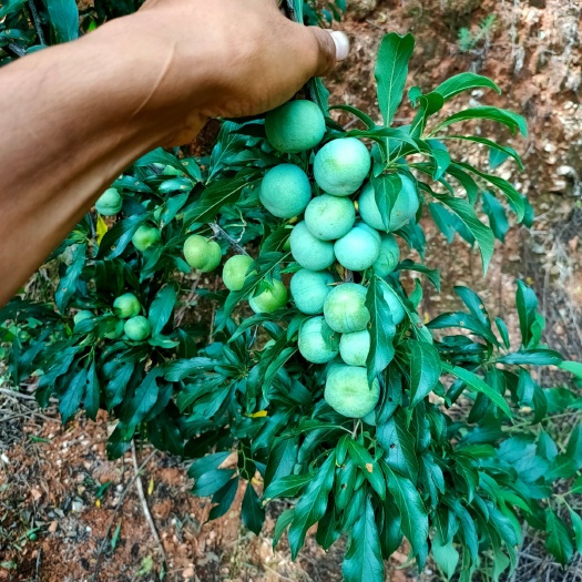 文山市 早熟小香李大苗