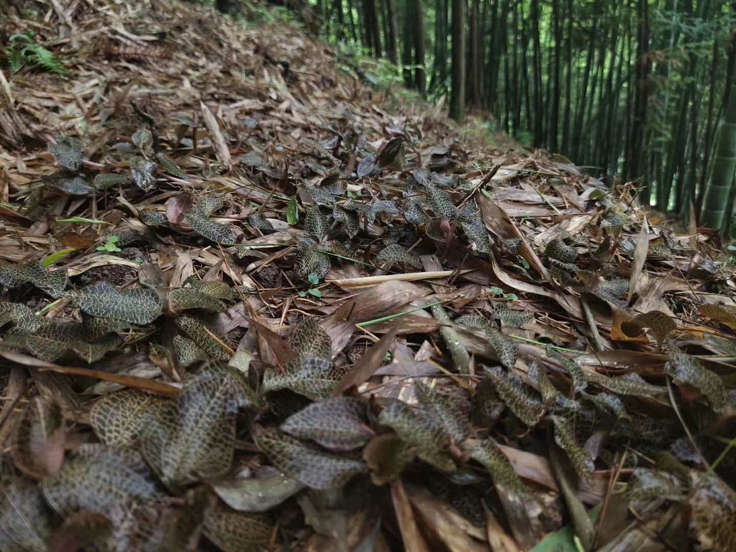 金线莲种苗  金线莲