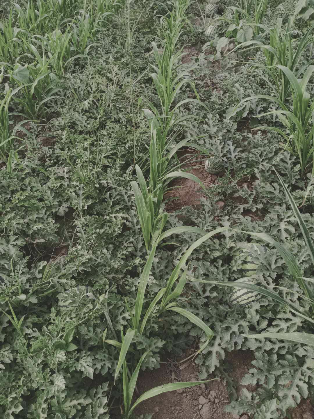 麒麟西瓜  河北廊坊大城西瓜，天津周边，沧州周边，头一茬，糖分高，个头足