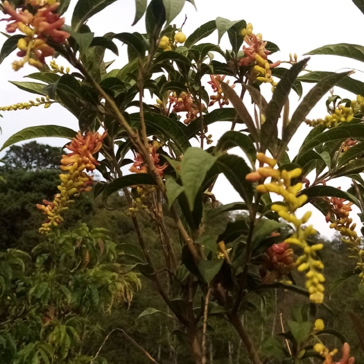 盐源县桂花瓣 荷包山桂花