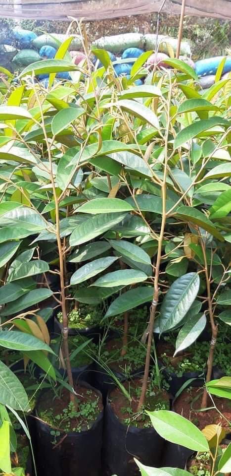 金枕榴莲苗 正宗金枕 猫山王 2年嫁接苗