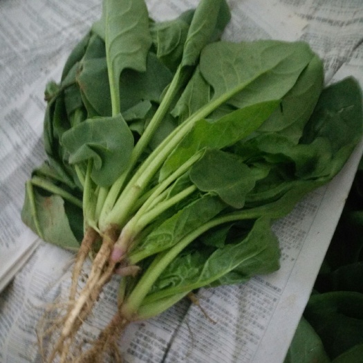 大叶菠菜