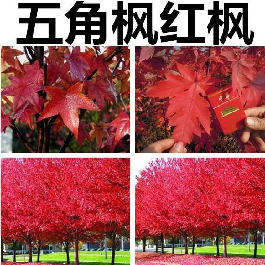  五角枫种子 三角枫种子青枫种子红枫种子美国红枫树种子 鸡爪槭