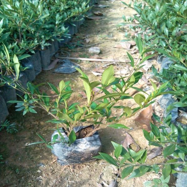  栀子花种子黄栀子山栀大叶栀子树种子盆景盆栽绿色植物当年新采种