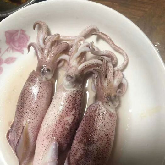 钦州枪乌贼   北部湾鱿鱼，新鲜口感脆鲜嫩，