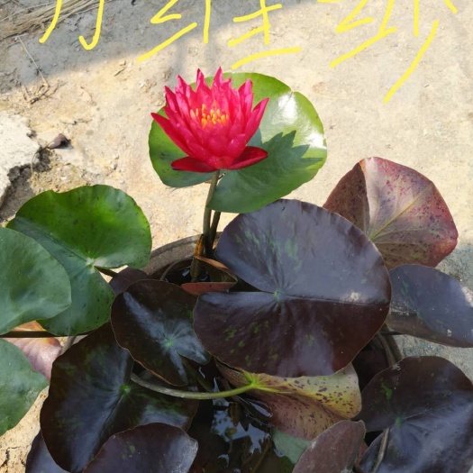 南阳 大量批发碗莲盆景睡莲种根种苗