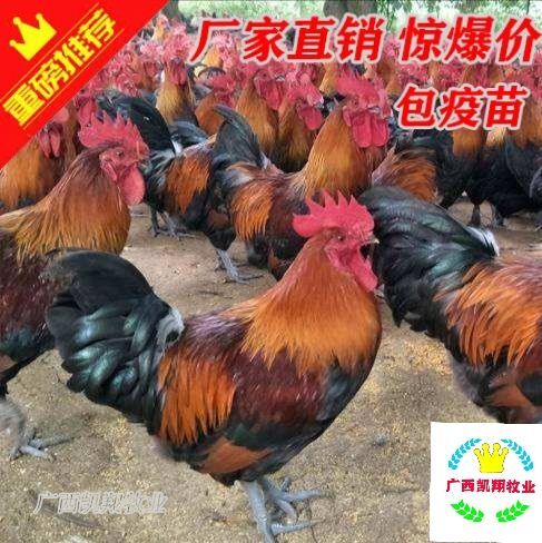 南宁瑶鸡苗，黑瑶鸡苗，青脚土鸡苗，孵厂直供包疫苗，质量保证！