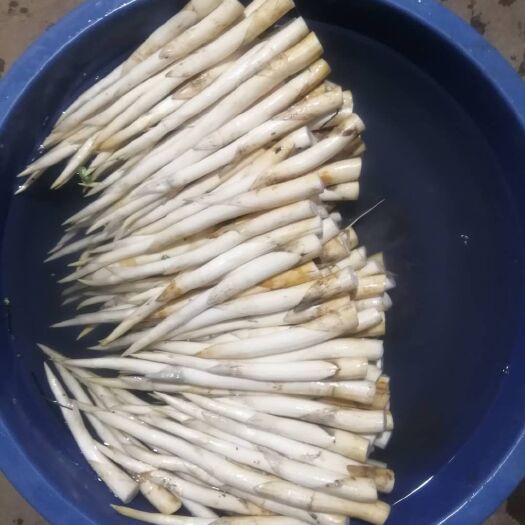 建水县 自家种植新鲜草芽产地农户直销建水特产草芽象牙菜新鲜草芽