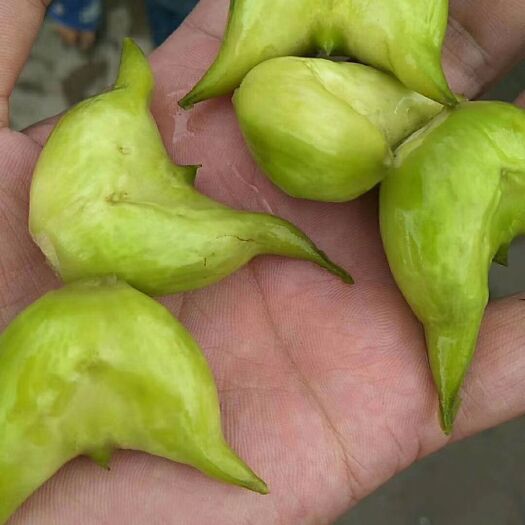 江阴市小白菱角