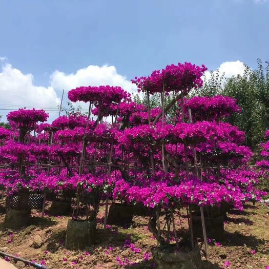 宜宾紫花三角梅 1.0~1.5米