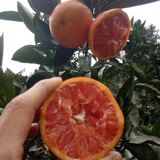 临澧县卡拉卡拉红肉脐橙苗 供应适合湖北地区种植发展卡拉红肉脐橙苗优质苗批发