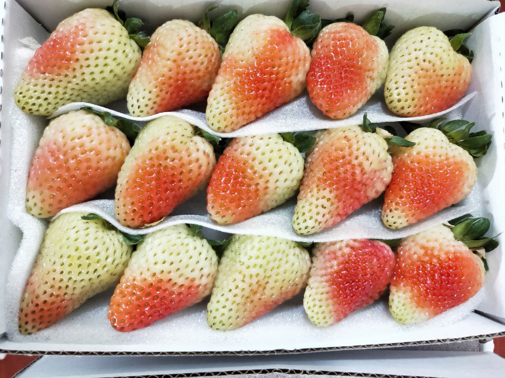 會澤縣蒙特瑞草莓  2022年4月底基地直供，35果45果有需求的